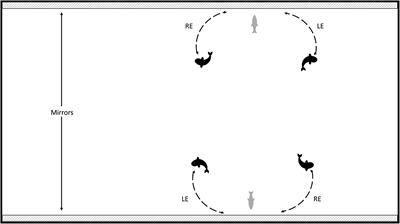 Phenotypic Variation in an Asexual-Sexual Fish System: Visual Lateralization